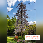 Jardin Yili, le jardin chinois caché dans les Yvelines -  A7C2262