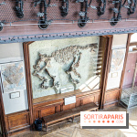La Galerie de Paléontologie et d'Anatomie comparée du Muséum au Jardin des Plantes -  A7C7471