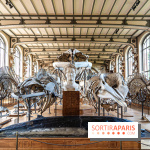 La Galerie de Paléontologie et d'Anatomie comparée du Muséum au Jardin des Plantes -  A7C7481