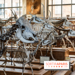 La Galerie de Paléontologie et d'Anatomie comparée du Muséum au Jardin des Plantes