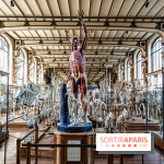La Galerie de Paléontologie et d'Anatomie comparée du Muséum au Jardin des Plantes -  A7C7486