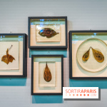 Natures vivantes : l'exposition photo qui met à l'honneur les jardins du musée Albert Kahn - photos
