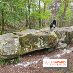 Dolmen de la Pierre Ardoue - IMG 0985