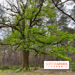 Dolmen de la Pierre Ardoue - IMG 0989