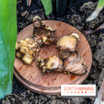 Jardins jardin 2024 à la Villa Windsor au Bois de Boulogne  -  A7C5026