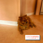 Casa del Doggo