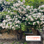 Potager-Fruitier de la Roche Guyon - nos photos - image00034