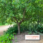 Potager-Fruitier de la Roche Guyon - nos photos - image00030