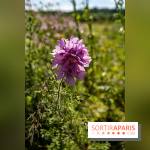 Le Parc du peuple de l'herbe dans les Yvelines - Étang de Galiotte - Carrières-sous-Poissy
