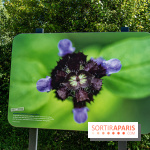 Le Parc du peuple de l'herbe dans les Yvelines - Étang de Galiotte - Carrières-sous-Poissy -  A7C7487