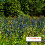 Le Parc du peuple de l'herbe dans les Yvelines - Étang de Galiotte - Carrières-sous-Poissy -  A7C7499