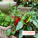 Le Potager, Roch Hotel & Spa - Potager