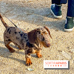 Paris Sausage Walk 2024 : la marche des teckels de retour dans la capitale - image00007