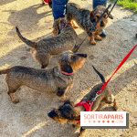 Paris Sausage Walk 2024 : la marche des teckels de retour dans la capitale - image00013