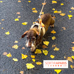 Paris Sausage Walk 2024 : la marche des teckels de retour dans la capitale - image00016