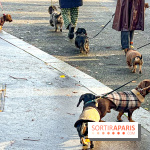 Paris Sausage Walk 2024 : la marche des teckels de retour dans la capitale