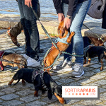 Paris Sausage Walk 2024 : la marche des teckels de retour dans la capitale
