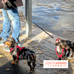 Paris Sausage Walk 2024 : la marche des teckels de retour dans la capitale - image00035