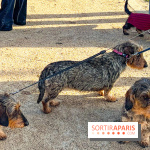 Paris Sausage Walk 2024 : la marche des teckels de retour dans la capitale - image00005