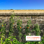 Les Saveurs du Potager du Roi à Versailles : marché de fruits & légumes, expositions et animations