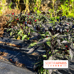 Les Saveurs du Potager du Roi à Versailles : marché de fruits & légumes, expositions et animations - image00017