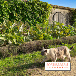 Les Saveurs du Potager du Roi à Versailles : marché de fruits & légumes, expositions et animations