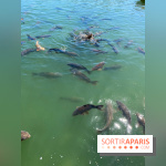 Etang aux carpes et barques - nos photos
