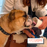 Le Doggy Brunch : le brunch gourmand entre chiens et maîtres à l'hôtel Kimpton Saint Honoré Paris - image00007