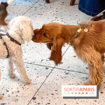 Le Doggy Brunch : le brunch gourmand entre chiens et maîtres à l'hôtel Kimpton Saint Honoré Paris - image00009