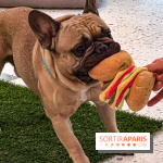 Le Doggy Brunch : le brunch gourmand entre chiens et maîtres à l'hôtel Kimpton Saint Honoré Paris - image00045