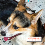 Le Doggy Brunch : le brunch gourmand entre chiens et maîtres à l'hôtel Kimpton Saint Honoré Paris - image00046