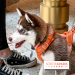 Le Doggy Brunch : le brunch gourmand entre chiens et maîtres à l'hôtel Kimpton Saint Honoré Paris