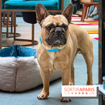 Le Doggy Brunch : le brunch gourmand entre chiens et maîtres à l'hôtel Kimpton Saint Honoré Paris