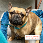 Le Doggy Brunch : le brunch gourmand entre chiens et maîtres à l'hôtel Kimpton Saint Honoré Paris - image00050