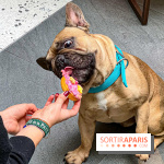 Le Doggy Brunch : le brunch gourmand entre chiens et maîtres à l'hôtel Kimpton Saint Honoré Paris - image00064