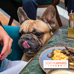 Le Doggy Brunch : le brunch gourmand entre chiens et maîtres à l'hôtel Kimpton Saint Honoré Paris