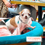 Le Doggy Brunch : le brunch gourmand entre chiens et maîtres à l'hôtel Kimpton Saint Honoré Paris