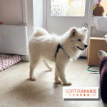 CAYU Canidés Club, la boutique d'accessoires dog friendly - nos photos