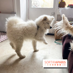 CAYU Canidés Club, la boutique d'accessoires dog friendly - nos photos