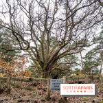 Randonnée à Fontainebleau : le sentier sur les pas de Denecourt jusqu’à la Tour Denecourt -  A7C7622