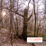 Balade sentier : Conte de Mélida, l'esprit de la forêt en forêt de Méridon (78)