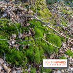 Balade sentier : Conte de Mélida, l'esprit de la forêt en forêt de Méridon (78) - A7C02323