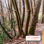 Balade sentier : Conte de Mélida, l'esprit de la forêt en forêt de Méridon (78) - A7C02333