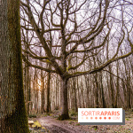 Balade sentier : Conte de Mélida, l'esprit de la forêt en forêt de Méridon (78) - A7C02335