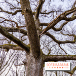Balade sentier : Conte de Mélida, l'esprit de la forêt en forêt de Méridon (78) - A7C02336
