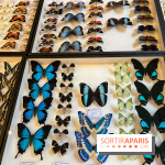 Deyrolle, l'incroyable cabinet de curiosités à Paris - nos photos