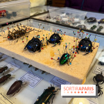 Deyrolle, l'incroyable cabinet de curiosités à Paris - nos photos