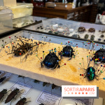 Deyrolle, l'incroyable cabinet de curiosités à Paris - nos photos