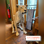 Deyrolle, l'incroyable cabinet de curiosités à Paris - nos photos