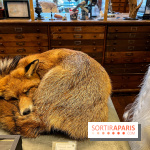 Deyrolle, l'incroyable cabinet de curiosités à Paris - nos photos